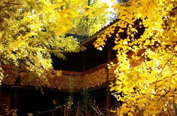 在最美的季节遇见你 尊龙凯时“上山下海”体验行